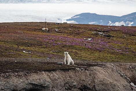 Kurs auf die ultimative Thule-Region-No-2558_BO090624_Ny-Alesund_Polar bear©StudioPONANT_JoannaMarchi.jpg