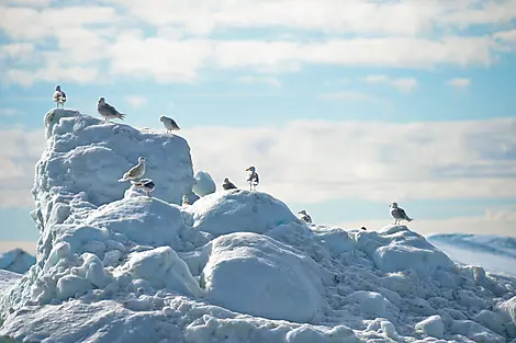 Arctic Spring: A Journey Through Ice and Inuit Culture-N°-790-Disko Bay.JPEG