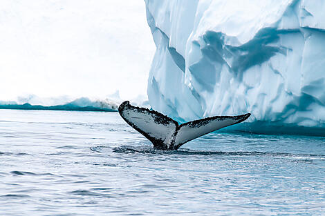 Arctic Spring: A Journey Through Ice and Inuit Culture-No-2079_CR21_A090822_Disko -Bay - Groenland©StudioPONANT-Glenn Le Bras.JPEG