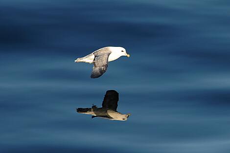 The wild archipelagos of the North Atlantic -nathalie michel fulmar disko bay gr .JPEG