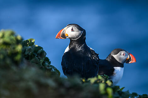 The wild archipelagos of the North Atlantic -Macareux moines_Islande_Grimsey©StudioPonant_MorganeMonneret.JPEG