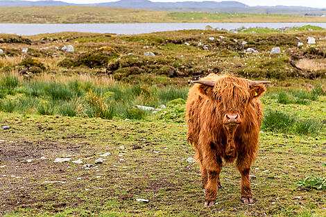 The wild archipelagos of the North Atlantic -No-2098_EC260525_Stornoway_Highlands Cow, Ecosse©StudioPONANT_AVI BHURUTH.jpg