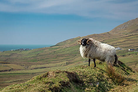 Clare Island
