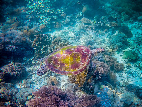 Inselschätze von Indonesien und Osttimor-AdobeStock_343892297.jpeg