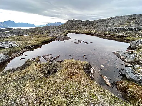 Paamiut (Kvanefjorden)