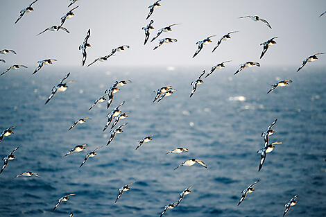 Fahrt durch die Drake-Passage